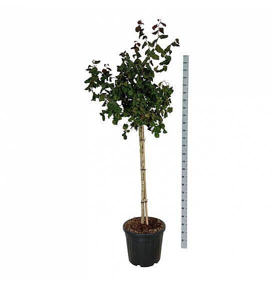 Corylus avelana Red Majestic C55 Lit. Na steblu 90 cm extra