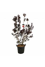 Cotinus coggygria Royal Purple C55 Lit. 175-200 cm extra