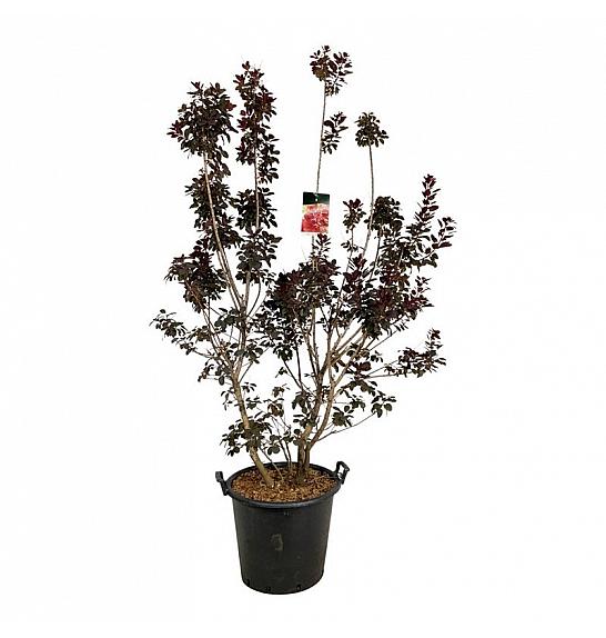 Cotinus coggygria Royal Purple C55 Lit. 175-200 cm extra