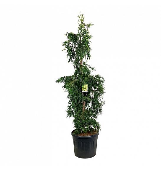 Cryptomeria japonica Kyara Gold C55 Lit. 200-225 cm extra