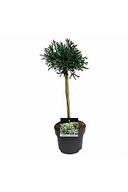 Cryptomeria japonica Little Champion C4 Lit. Na steblu 40 cm