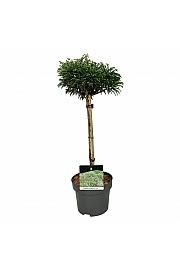 Cryptomeria japonica Toad C4 Lit. Na steblu 40 cm