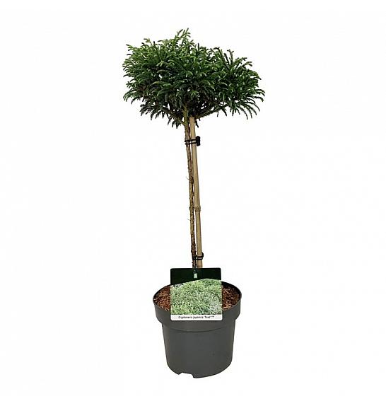 Cryptomeria japonica Toad C4 Lit. Na steblu 40 cm