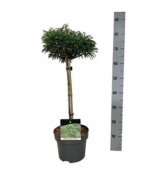 Cryptomeria japonica Toad C4 Lit. Na steblu 40 cm