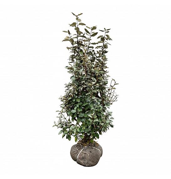 Elaeagnus ebbingei Compacta bala 100-125 cm
