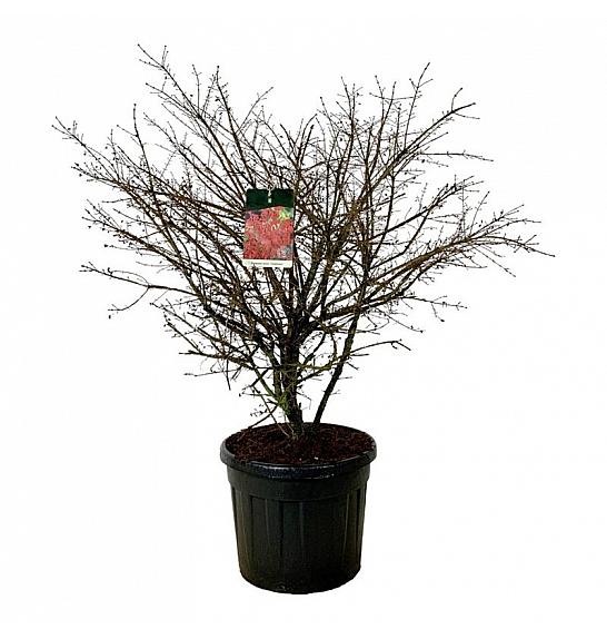 Euonymus alatus Compactus C90 Lit. 125-150 cm extra