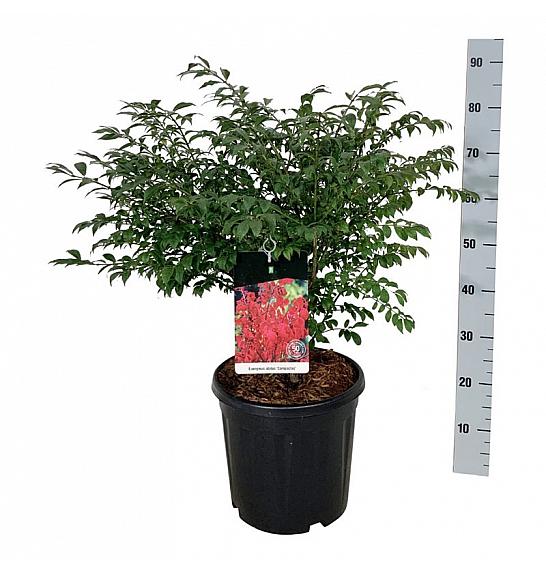 Euonymus alatus Compactus C30 Lit Na steblu 120 cm
