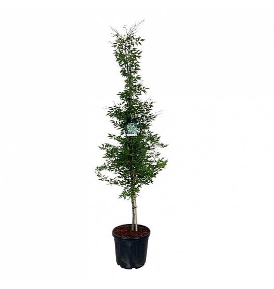 Fagus sylvatica Aspleniifolia C55 Lit. 225-250 cm extra