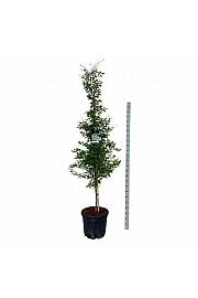 Fagus sylvatica Aspleniifolia C55 Lit. 225-250 cm extra