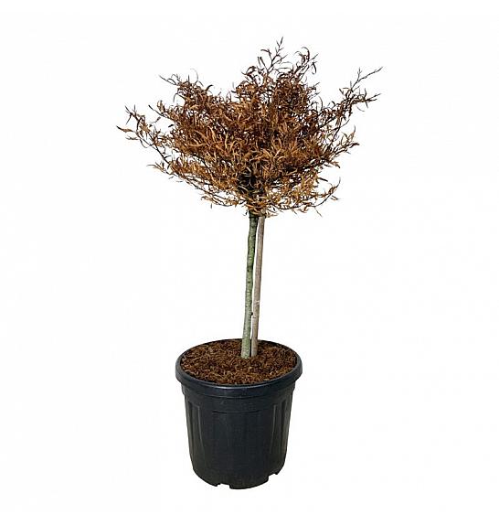 Fagus sylvatica Mercedes C30 Lit. Na steblu 60 cm