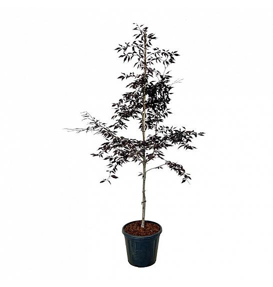 Fagus sylvatica Midnight Feather C30 Lit. 175-200 cm extra