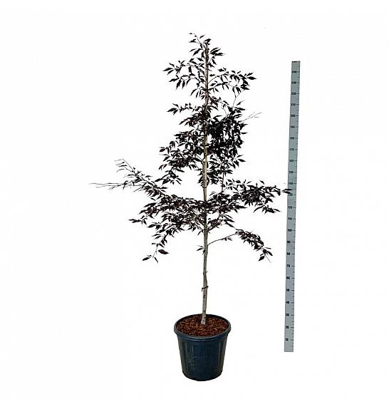 Fagus sylvatica Midnight Feather C30 Lit. 175-200 cm extra