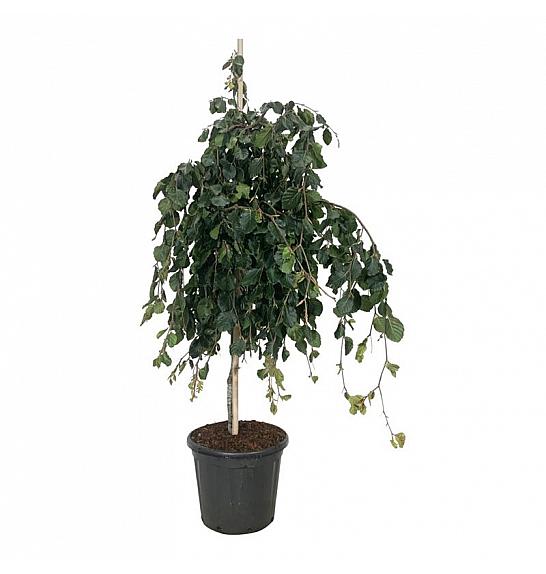 Fagus sylvatica Pendula C30 Lit. 125-150 cm extra