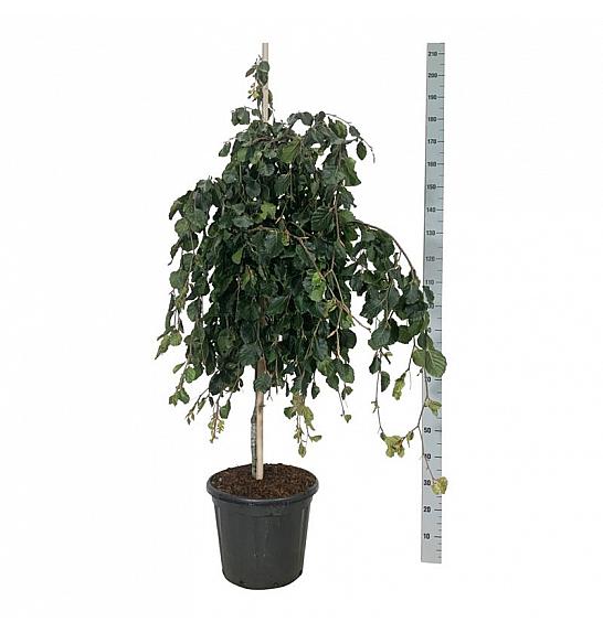 Fagus sylvatica Pendula C30 Lit. 125-150 cm extra