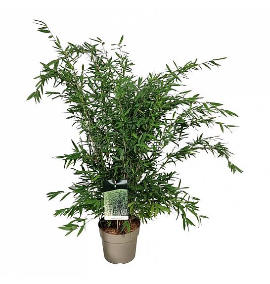 Fargesia nitida Gansu C7 Lit. 80-100 cm