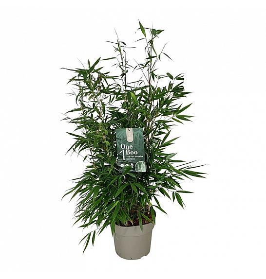 Fargesia robusta Pingwu C7 Lit. 50-60 cm