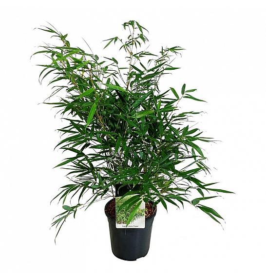 Fargesia robusta Pingwu C7 Lit. 60-80 cm