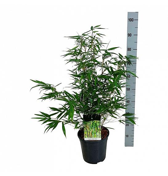 Fargesia robusta Tauro C7 Lit. 60-80 cm