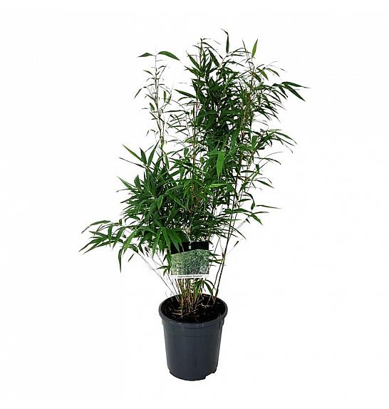 Fargesia robusta Wenchuan C7 Lit. 60-80 cm