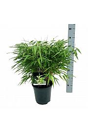 Fargesia rufa C7 Lit. 40-60 cm