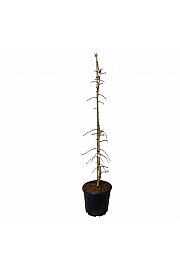 Ginkgo biloba China Pendula C30 Lit 150-175 cm extra