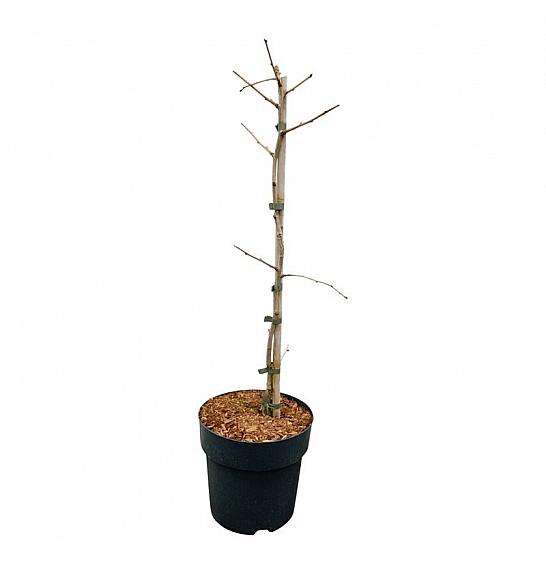 Ginkgo biloba Select Compact C5 Lit.  50-60 cm Piramida