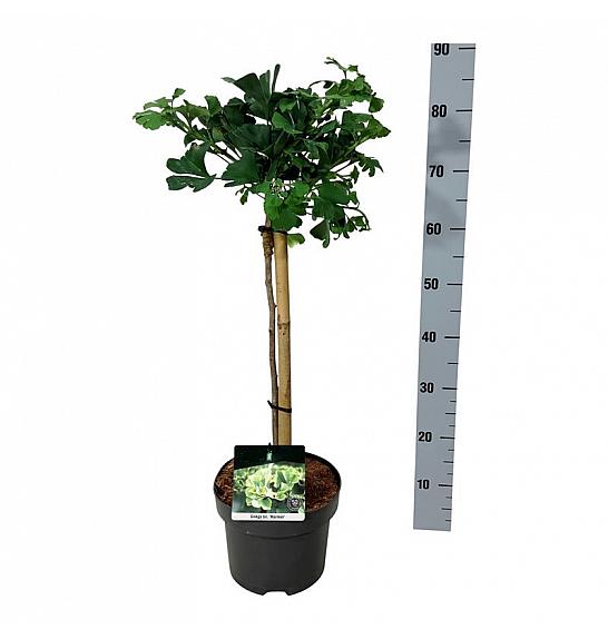 Ginkgo biloba Mariken C4 Lit. Na steblu 40 cm