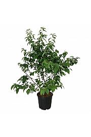 Halesia carolina C30 Lit. 125-150 cm extra