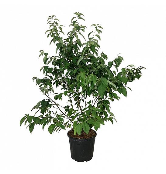 Halesia carolina C30 Lit. 125-150 cm extra