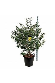 Hamamelis intermedia Arnold Promise C55 Lit. 100-125 cm extra