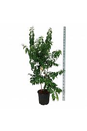 Heptacodium miconioides C30 Lit. 125-150 cm extra
