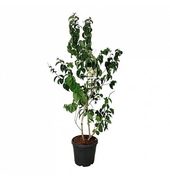 Heptacodium miconioides C30 Lit. 150-175 cm extra