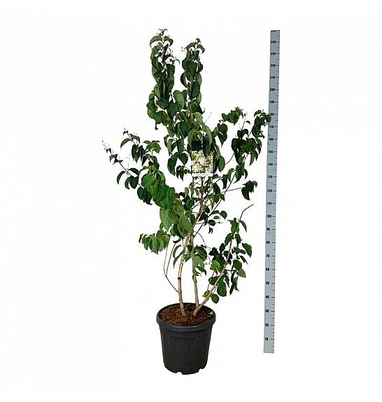 Heptacodium miconioides C30 Lit. 150-175 cm extra