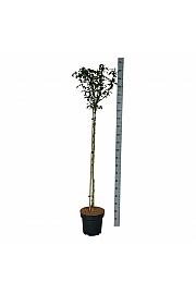 Hibiscus syriacus Marina C15 Lit. Na steblu 120 cm