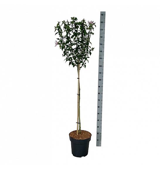 Hibiscus syriacus Starburst Chiffon C15 Lit. Na steblu 90 cm