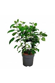 Hydrangea arborescens Strong Annabelle C15 Lit. 60-80 cm