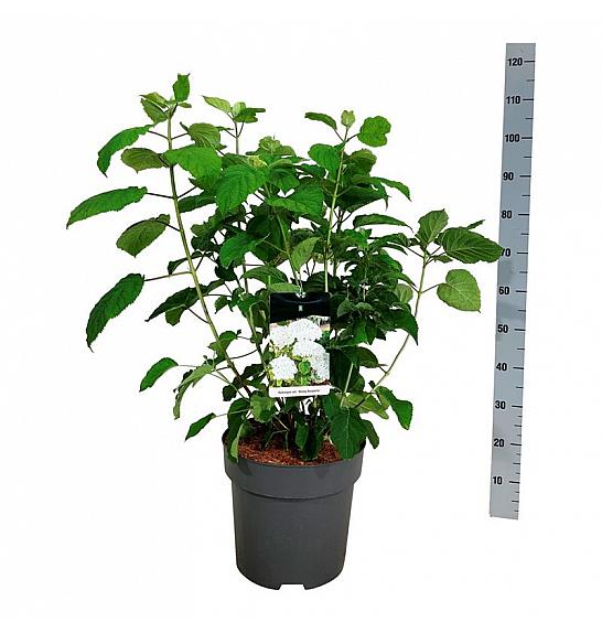 Hydrangea arborescens Strong Annabelle C15 Lit. 60-80 cm