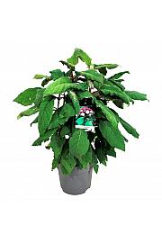 Hydrangea aspera Macrophylla C15 Lit. 60-80 cm