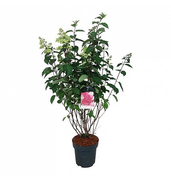 Hydrangea paniculata Fraise Melba C15 Lit. 80-100 cm