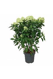 Hydrangea paniculata Graffiti C15 Lit. 60-80 cm