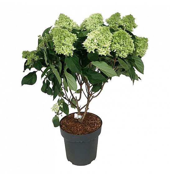 Hydrangea paniculata Little Fresco C15 Lit. 50-60 cm