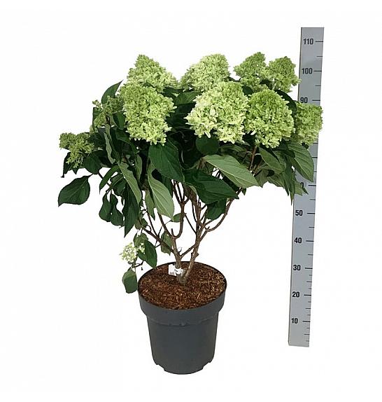 Hydrangea paniculata Little Fresco C15 Lit. 50-60 cm
