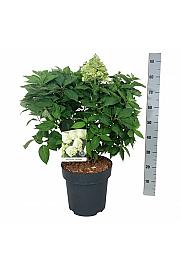 Hydrangea paniculata Little Spooky ® C15 Lit.  50-60 cm