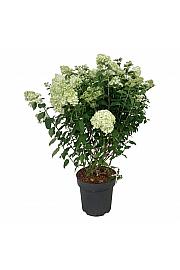 Hydrangea paniculata Petite Cherry C15 Lit. 60-80 cm