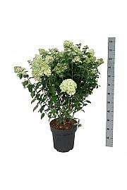 Hydrangea paniculata Petite Cherry C15 Lit. 60-80 cm