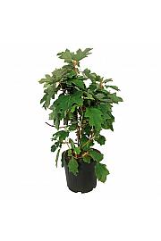 Hydrangea quercifolia Alice C30 Lit. 60-80 cm extra