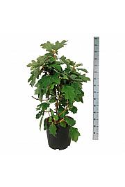 Hydrangea quercifolia Alice C30 Lit. 60-80 cm extra