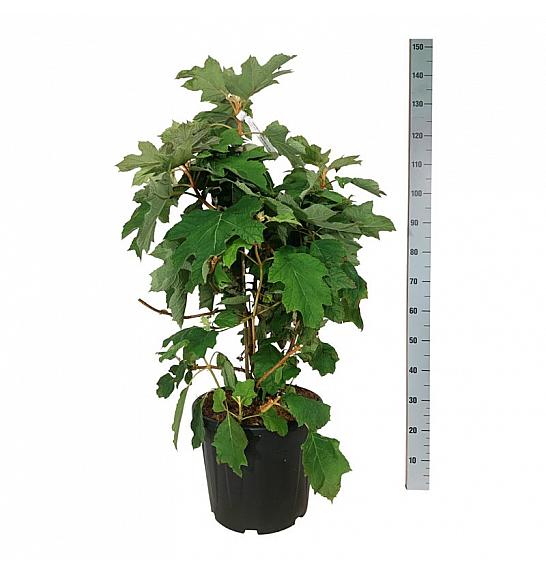 Hydrangea quercifolia Alice C30 Lit. 60-80 cm extra