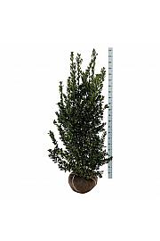 Ilex meserveae Heckenblau PBR bala 150-175 cm extra