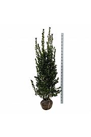 Ilex meserveae Heckenblau PBR bala 175-200 cm extra